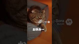 新入り子猫、先住猫のベッドを占領して爆睡…「そこ俺の場所」【猫あるある｜AIアニメ】