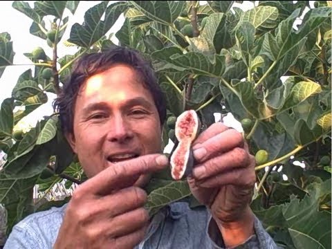 download lagu mp3 mp4 Can You Eat Unripe Figs, download lagu Can You Eat Unripe Figs gratis, unduh video klip Can You Eat Unripe Figs