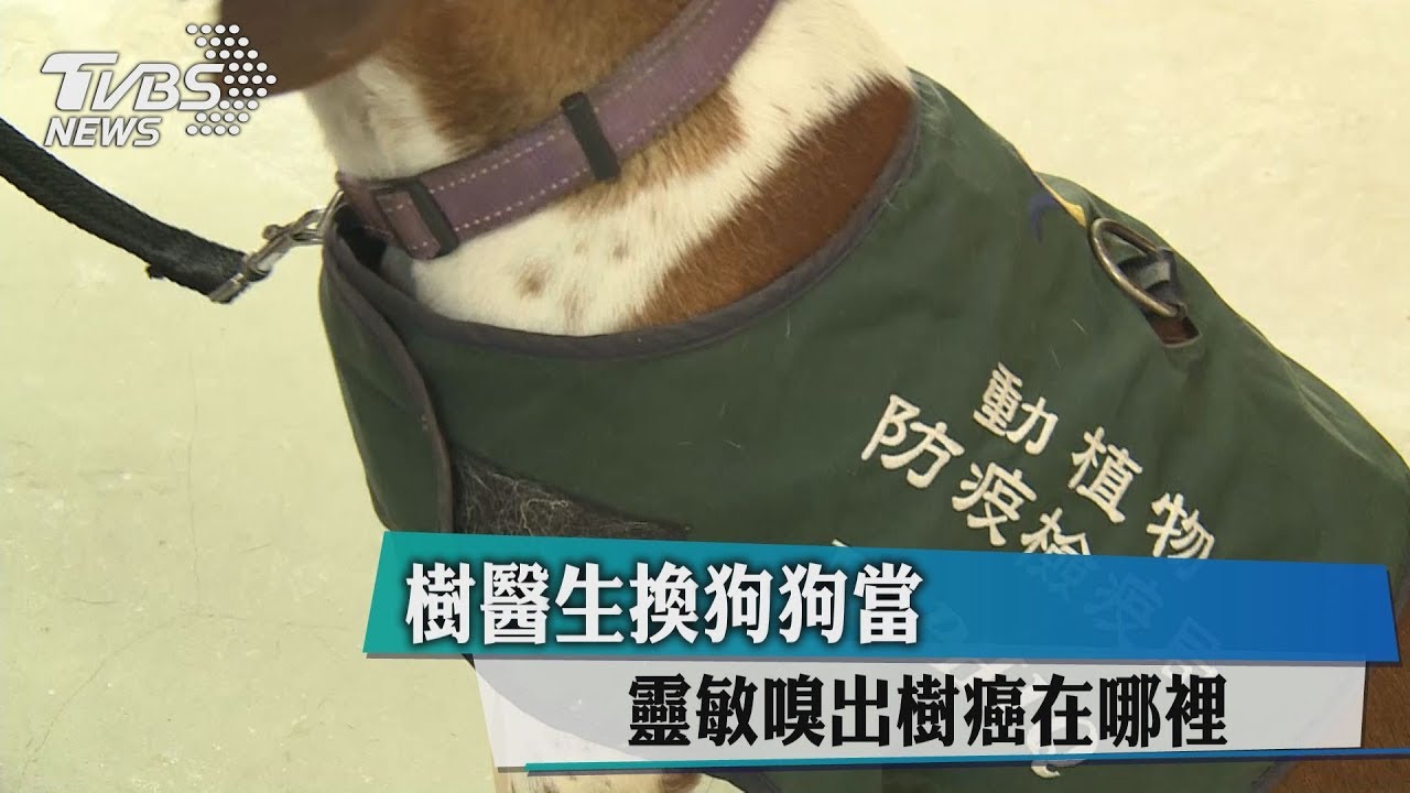 樹醫生換狗狗當　靈敏嗅出樹癌在哪裡