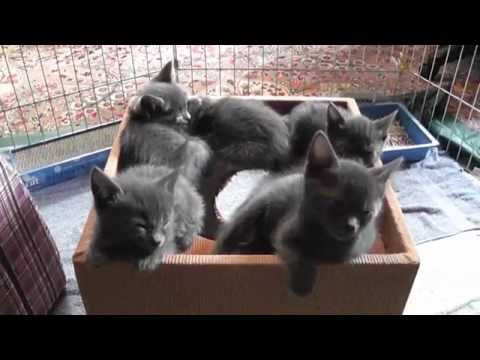 Foster Kittens In The Big Pen - YouTube