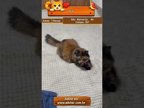 Vídeo de Fifi