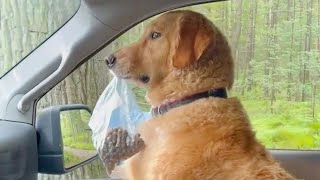 FUNNIEST ANIMAL VIDEOS will make you LAUGH YOUR HEAD OFF 🤣