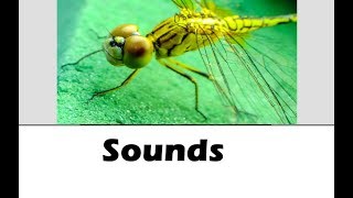 Insect Sound Effects All Sounds