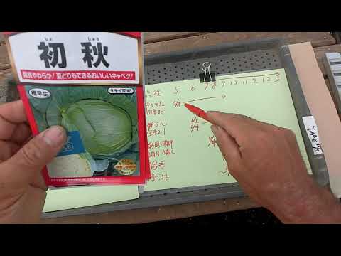 キャベツはいつ植えるのですか？どの品種をどの時期に植えるべきですか?  庭園