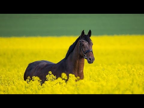 Лошади. Жеребцы. Дикие Лошади. Красивая видео открытка. VLOG #лошади#VLOG#