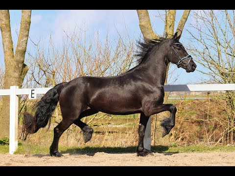 Stal Okkema's Klaske - Alwin x Wobke - Mare - 2019 - 1.63m