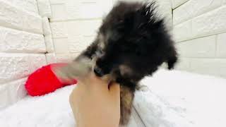 ハーフ犬の動画01