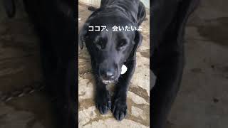#探しています #犬 #dog #黒ラブラドール #情報提供求む