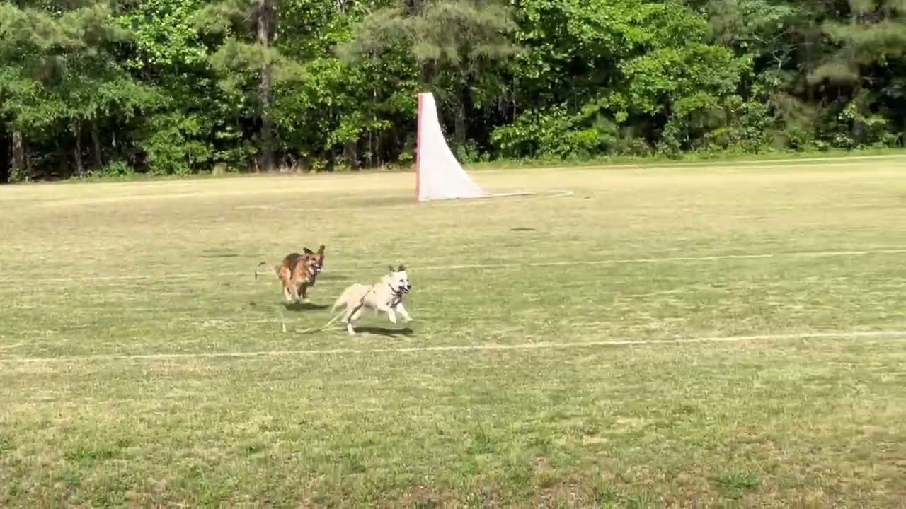 Enlarge Penny, a Adoptable Mixed Breed in Richmond, VA video 4/6