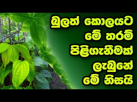 That's why the beatle leaf obtained such acceptation - බුලත් කොලයට මෙතරම් පිළිගැනීමක්
