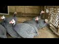 Guinea Fowl Or China Murgi