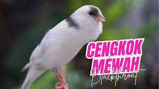 Download lagu SUARA KENARI JPANDA GACOR ISIAN MEWAH - MASTERAN KENARI ISIAN BLACKTHROAT MUDAH DITIRU BURUNG PAUD mp3