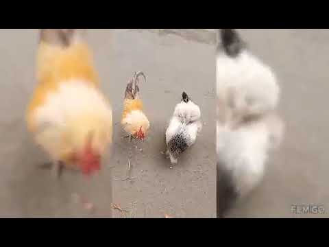 music of Abida Parveen with nature