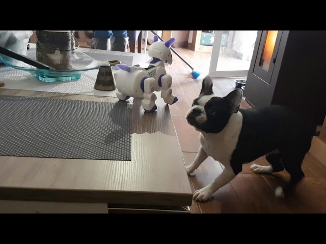 Vídeo relacionado con YH YUHUNG Bulldog Francés de Juguete con Correa, Peluche Frenchie Blanco y Negro, Perro Robot Que Anda y Ladra, Regalo Infantil (Bulldog)