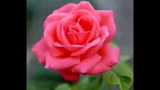 Mannarino - Merlo Rosso