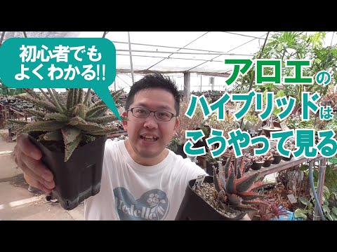 アロエイトについて詳しく解説