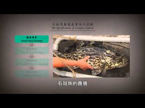 台灣石斑魚養殖 國語