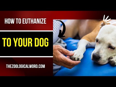 Top 10 Best Way |How to euthanize a dog|