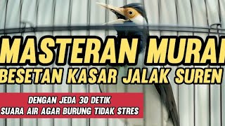 Download lagu Masteran Murai Batu BESETAN JALAK SUREN Dengan Jeda 30 detik Suara air mengalir mp3 Download lagu Masteran Murai Batu BESETAN JALAK SUREN Dengan Jeda 30 detik Suara air mengalir mp3