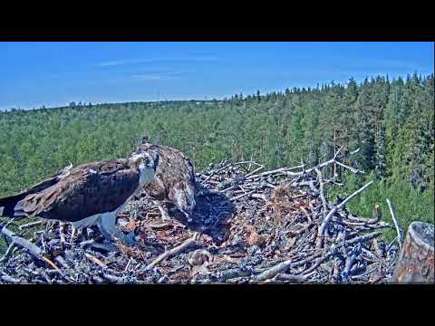 ~ Atak Kruka -  Rodzina Rybołowów - trudne pierwsze karmienie " dwojaczków " ~ Estonia  30/05/2019