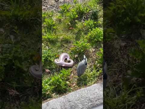 The bird 🦅 at the river side❤️