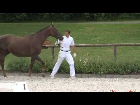 Fohlen von Fürst Fohlenhof