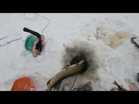 Ahvenia ja yksi krokodiili. 9.1.2025. Perämeri, Raahe