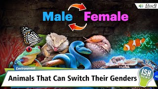 Animals That Can Switch Their Genders