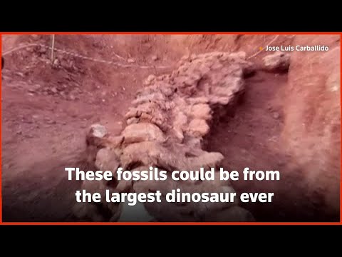 Argentine dinosaur remains could be world's largest