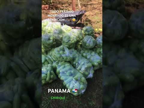 COSECHA DE CHAYOTES EN CHIRIQUÍ SANTA CRUZ DE RENACIMIENTO PANAMÁ 🇵🇦🫶🏾❤️🙏🏾🙌🏾😇…