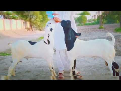 Animals available for Eid ul Azaha