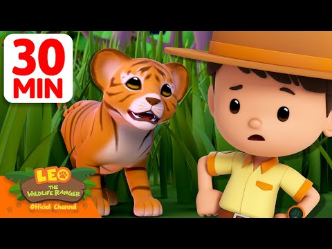 Can't Get Angry at this Cute Kitty! 🐯 | 30 Min | Leo the Wildlife Ranger | #animals