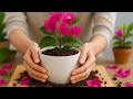 Propagating Bougainvillea Has Never Been Easier Check It Out