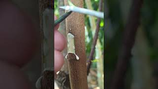 Download lagu Cara mudah sambung sisip nangka #sambungsisip #nangka #jackfruitgrafting #okulasi #shortfeed mp3