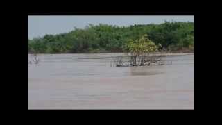 preview picture of video 'Irrawaddy Dolphins (version without any sound)'