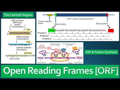 Open Reading Frame [ORF] - Definition, Role in Protein Synthesis and difference between ORF and CDS