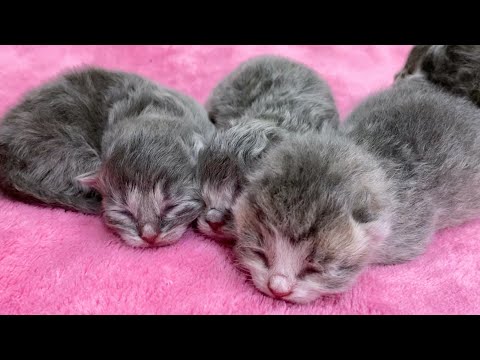 3 day after birth. Weigh the kittens