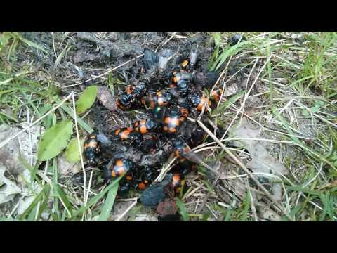 Nicrophorus sp. beetles