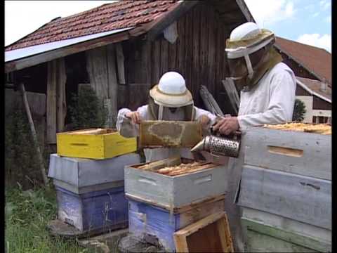 La vie à la Campagne : Animaux et Légumes