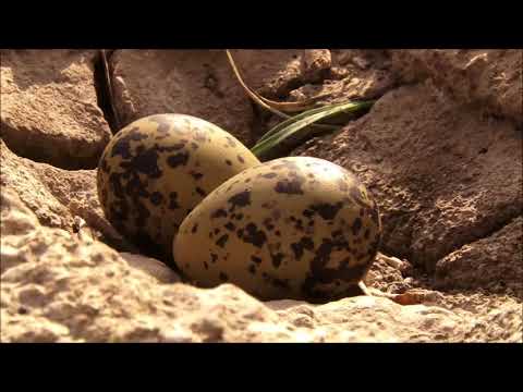 Film documentar Jirlau Trup Visani