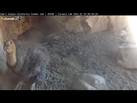 Cute California Condor Chick Poses In Front Of Cam – July 20, 2022