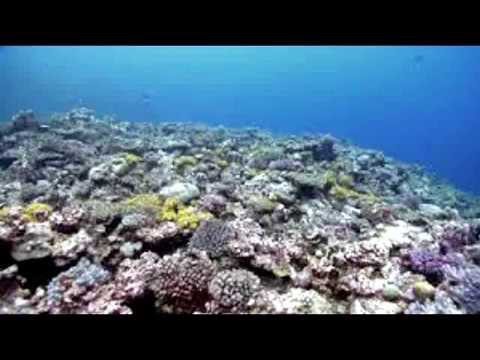 Oceanic Dream Video