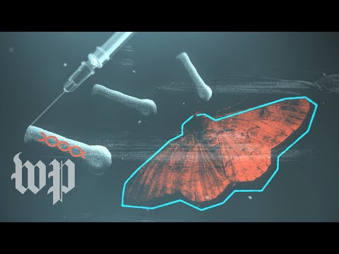 How the Novavax coronavirus vaccine uses moth cells