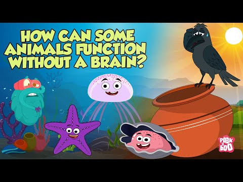 Brainless Animals | How Some Animals Function Without A Brain | The Dr Binocs Show |Peekaboo Kidz