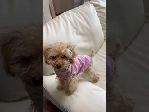 経営学科 髪の毛が伸びてお顔がモジャモジャなトイプードル #dog #toypoodle #puppy #トイプードル #子犬 #poodle