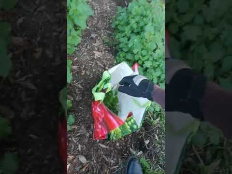 Raccogliere l'ortica per cucinarla