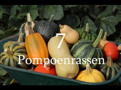, title : '7 Pompoenrassen'