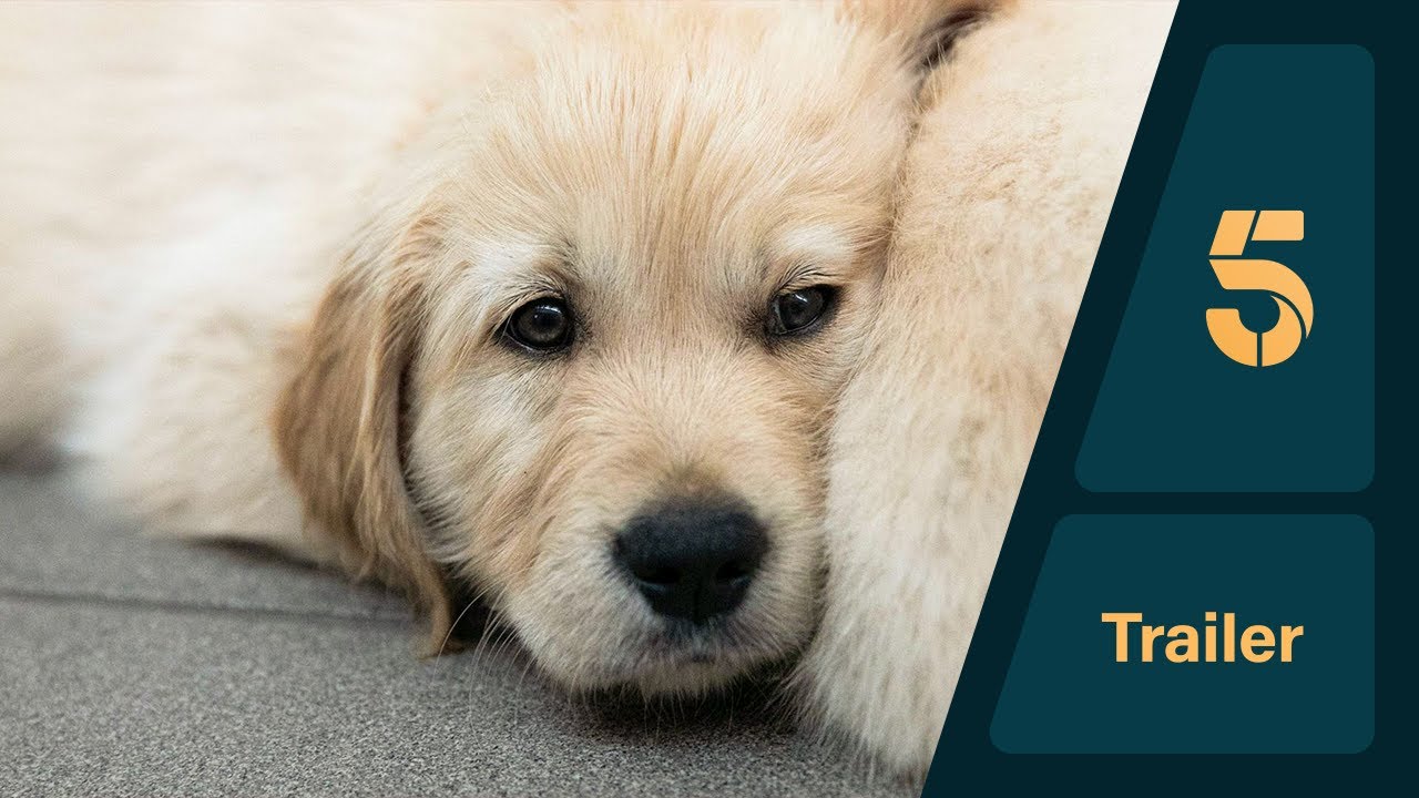 Puppy School for Guide Dogs | Trailer | Channel 5