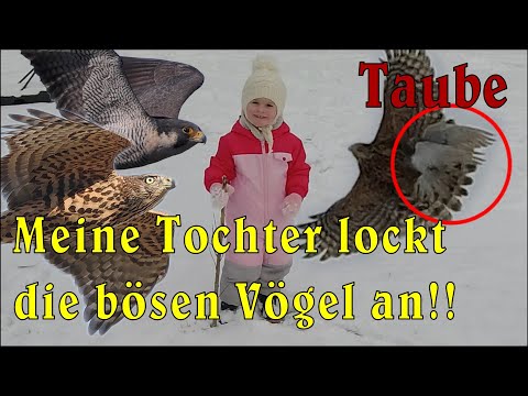 Greifvögel vs Tauben |Habicht und Wanderfalke kommen zum Tauben jagen