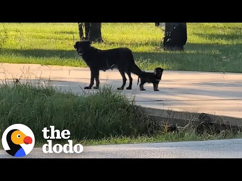 Stray Dog Kept Bringing This Family Her Puppies To Babysit | The Dodo